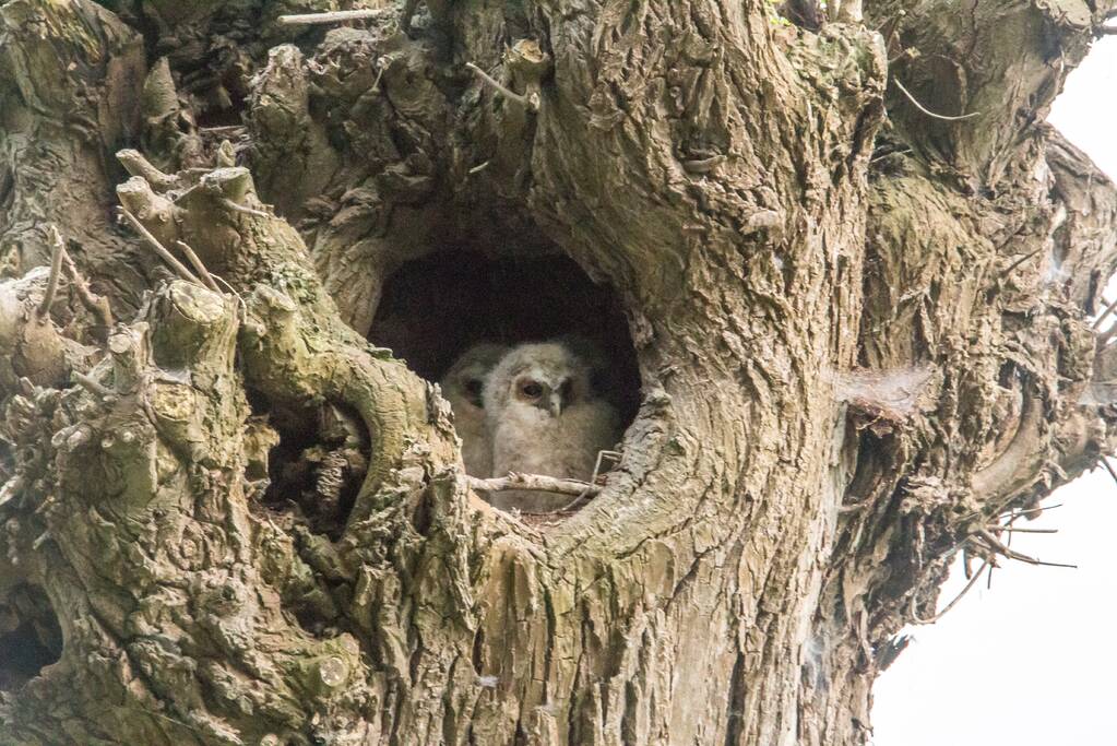 Bijzonder plaatje: nest met jonge uilen verstopt in boom
