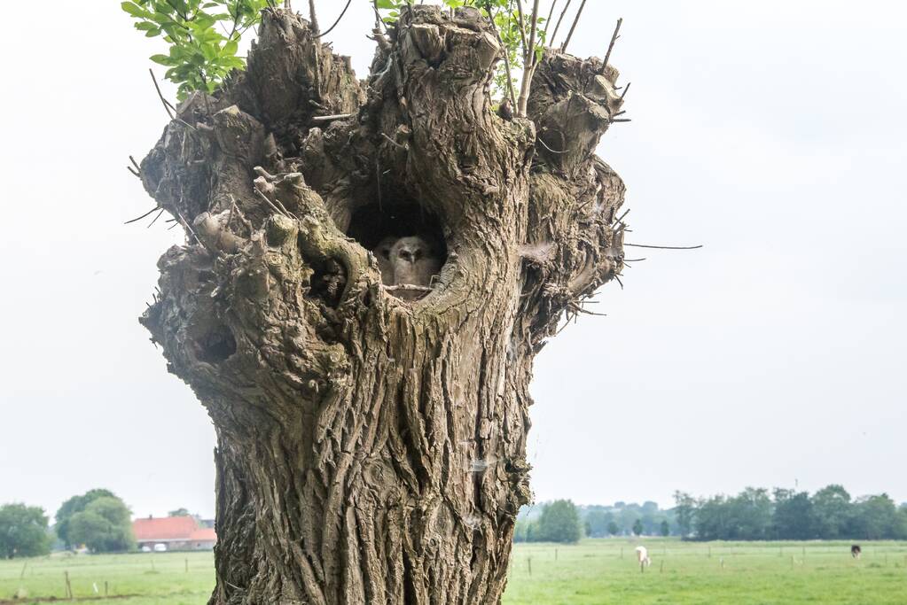 Bijzonder plaatje: nest met jonge uilen verstopt in boom