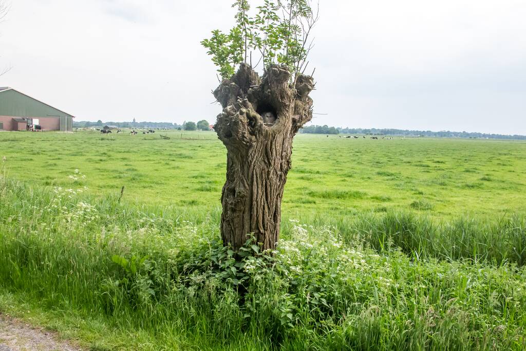 Bijzonder plaatje: nest met jonge uilen verstopt in boom
