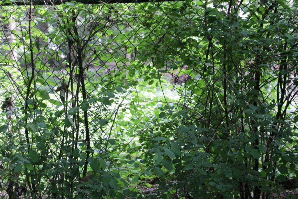 Day after grote brand ROVC