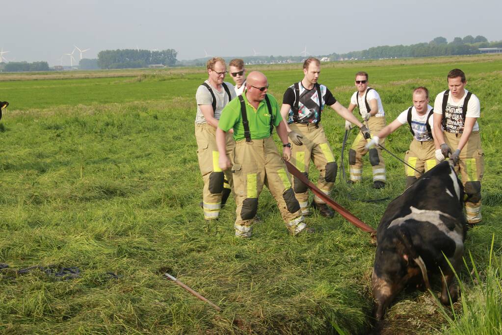 Schoolkinderen treffen gestrande koe in de sloot