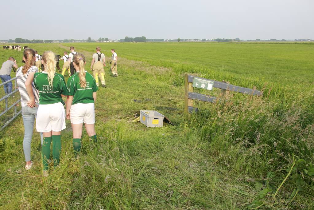 Schoolkinderen treffen gestrande koe in de sloot