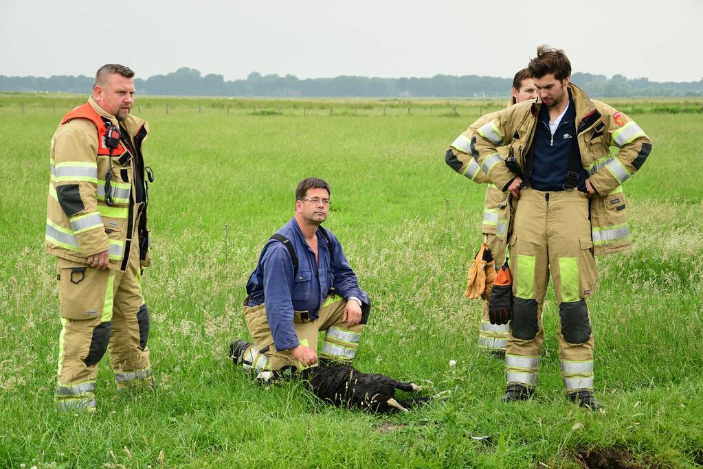 Voorbijgangers zien lammetje in de sloot