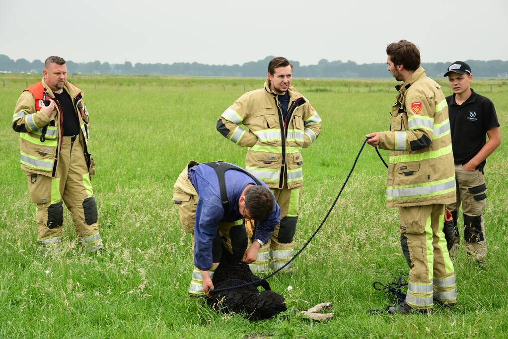 Voorbijgangers zien lammetje in de sloot