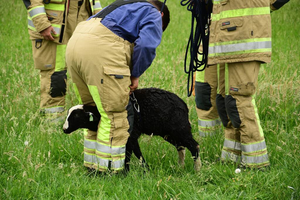 Voorbijgangers zien lammetje in de sloot