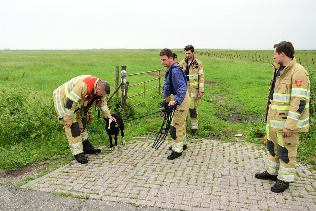 Voorbijgangers zien lammetje in de sloot