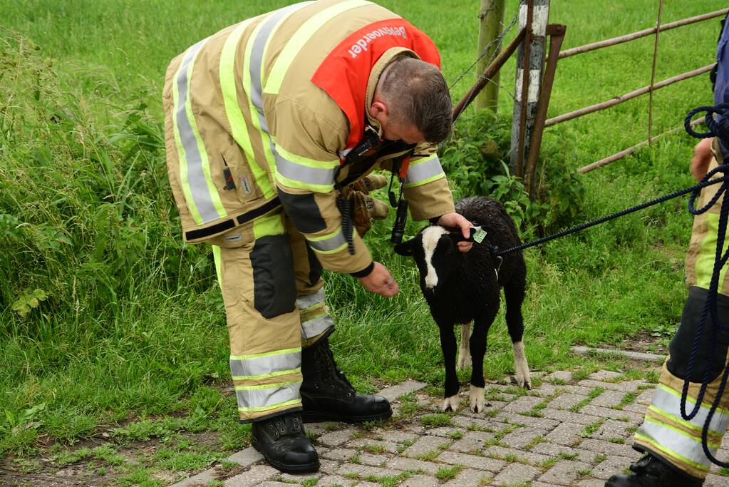 Voorbijgangers zien lammetje in de sloot