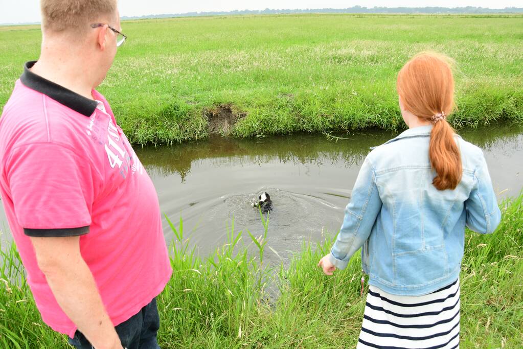 Voorbijgangers zien lammetje in de sloot