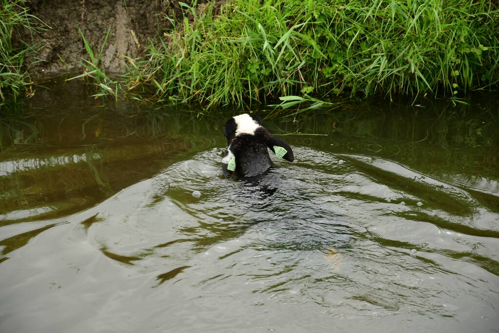 Voorbijgangers zien lammetje in de sloot