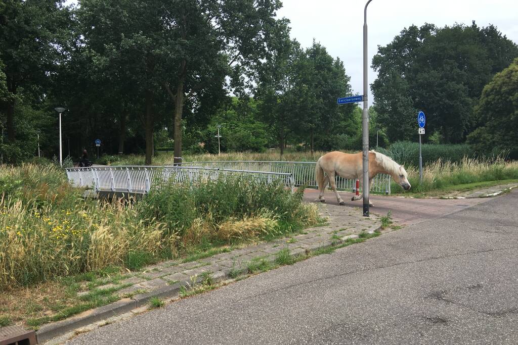 VIDEO: Losgebroken pony Aaron gevangen door omstander