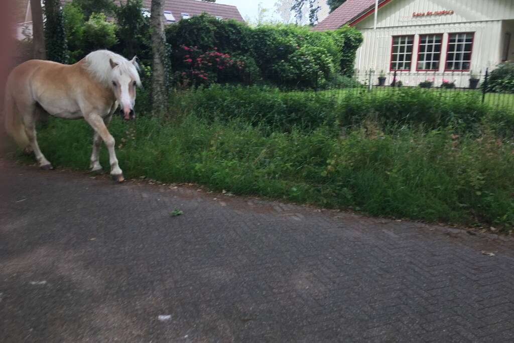 VIDEO: Losgebroken pony Aaron gevangen door omstander