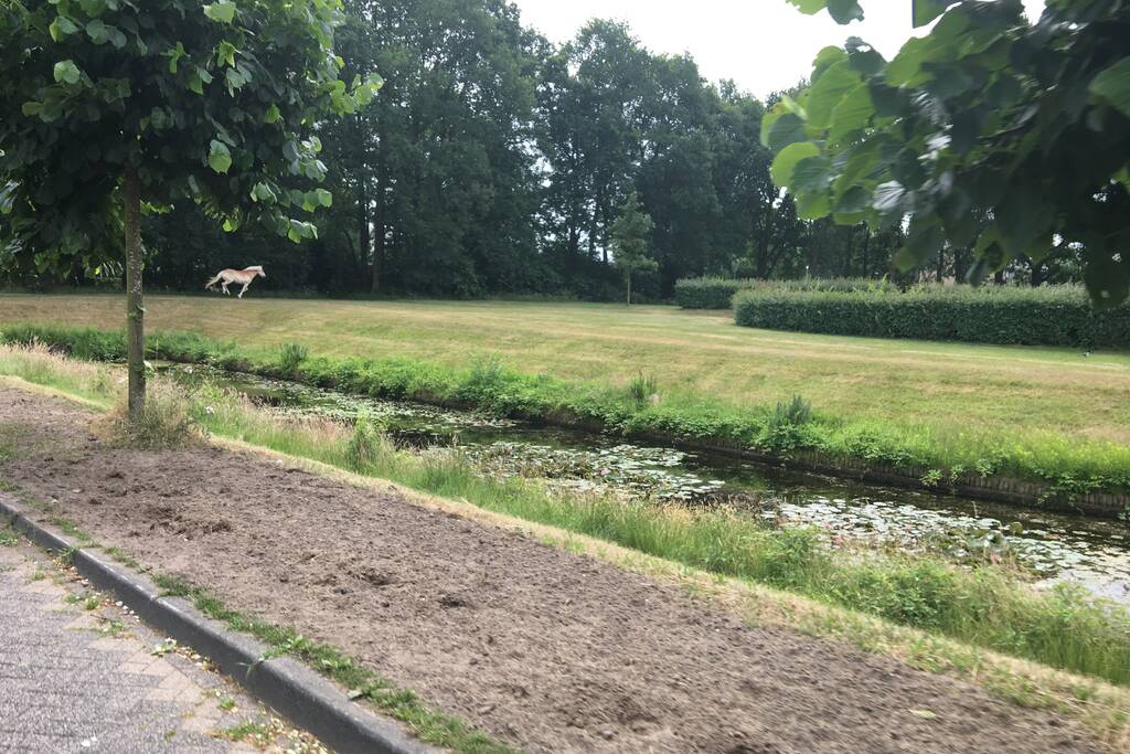 VIDEO: Losgebroken pony Aaron gevangen door omstander