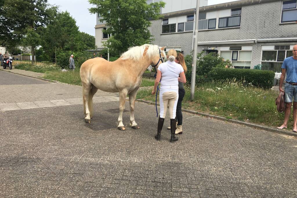 VIDEO: Losgebroken pony Aaron gevangen door omstander
