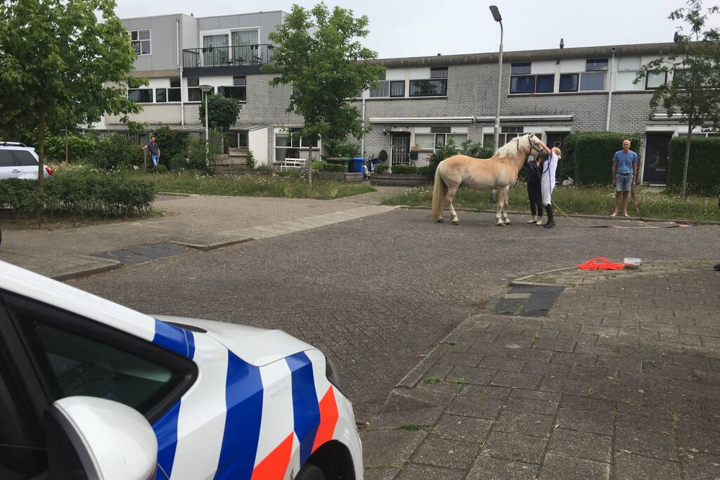 VIDEO: Losgebroken pony Aaron gevangen door omstander