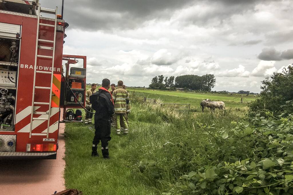 Brandweer haalt stier uit sloot
