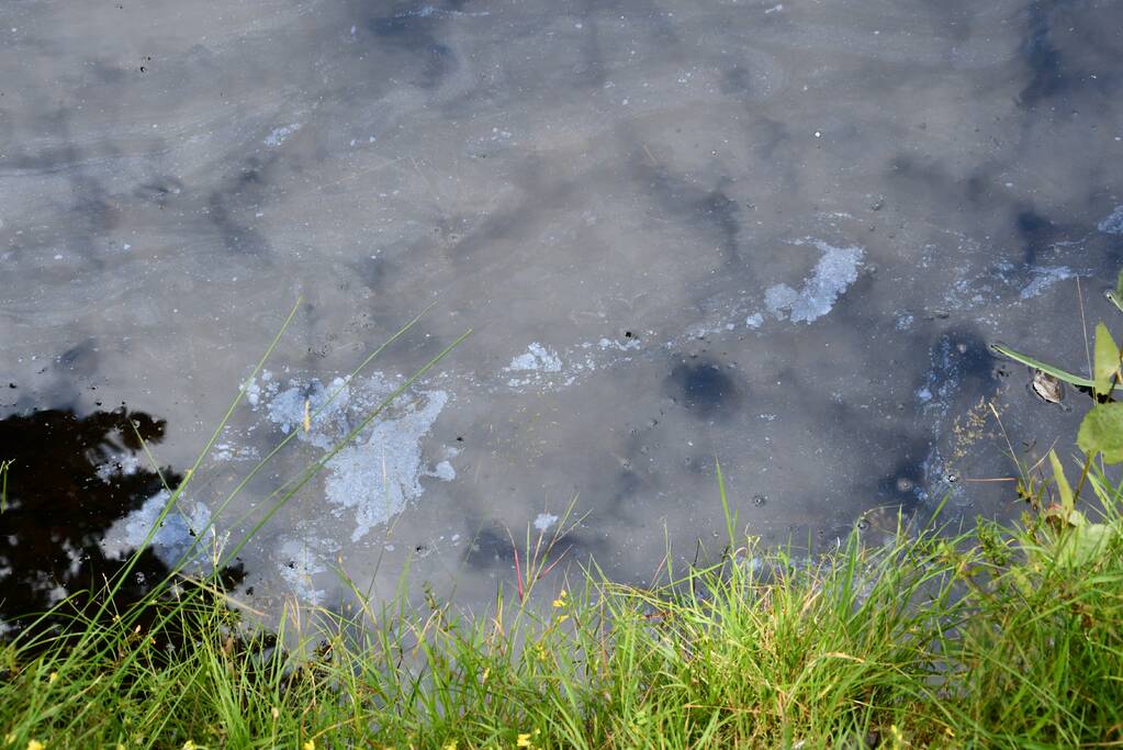 Staatsbosbeheer waarschuwt voor blauwalg bij Kasteel Groeneveld