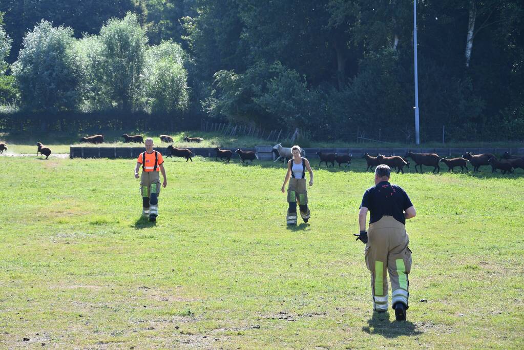 Flinke zoektocht voor brandweer naar schaap te water