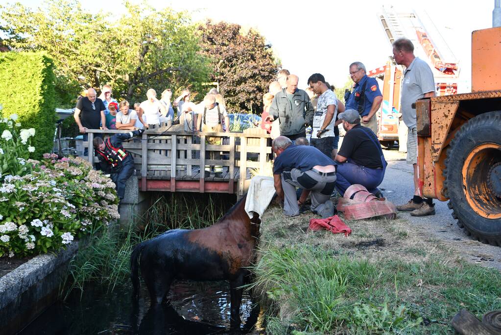 Moeilijke reddingsactie voor gevallen paard