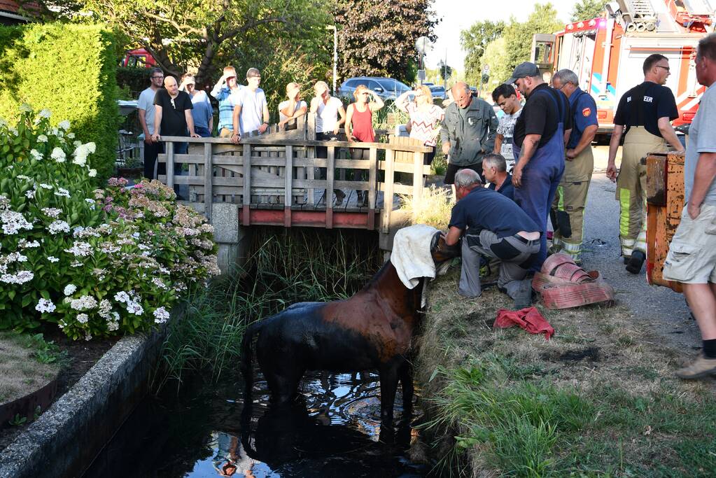 Moeilijke reddingsactie voor gevallen paard