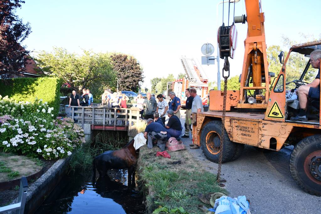 Moeilijke reddingsactie voor gevallen paard