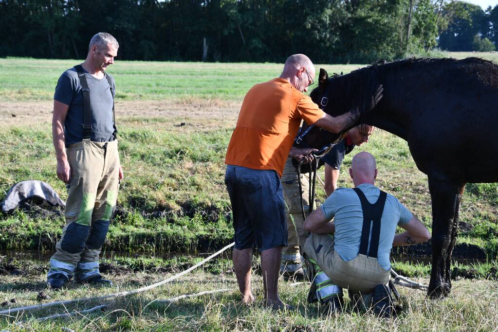 Paard Boris uit modderige sloot gered