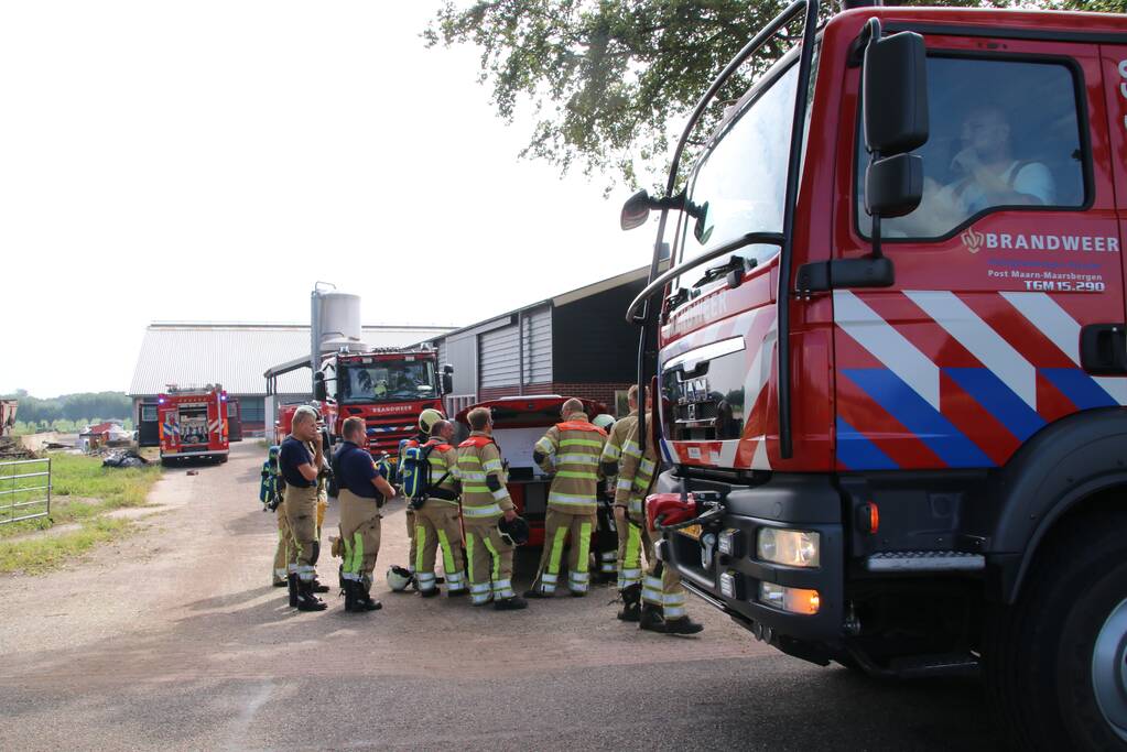 Dieren in stal onwel door dampen geoogst mais