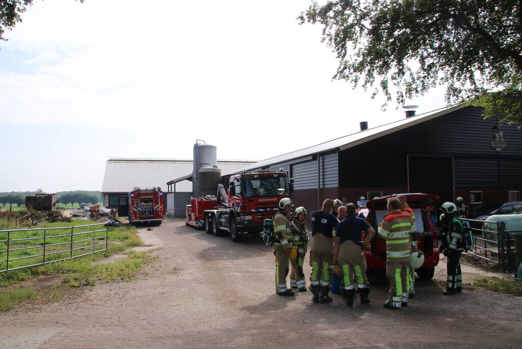 Dieren in stal onwel door dampen geoogst mais