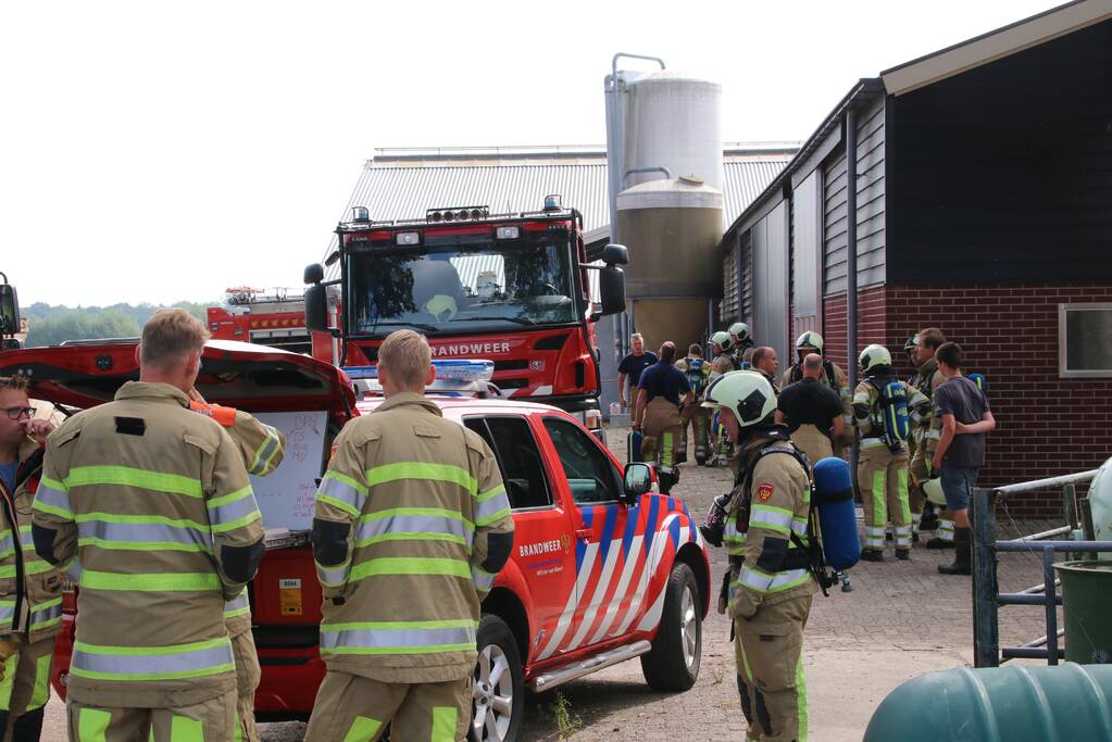 Dieren in stal onwel door dampen geoogst mais