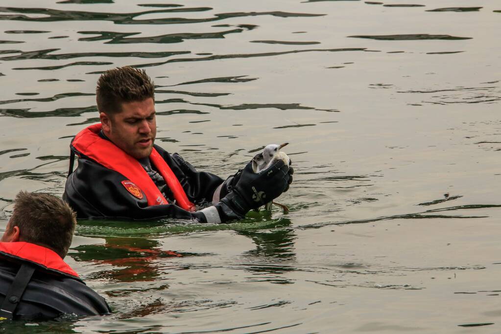 Verlamde meeuw uit water gered