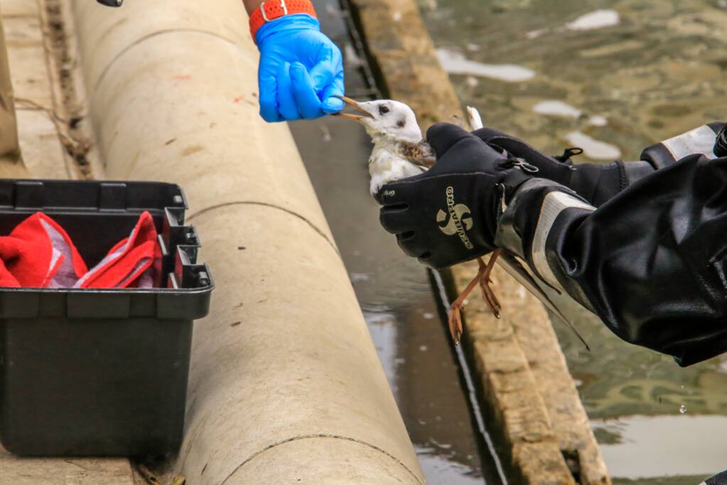 Verlamde meeuw uit water gered
