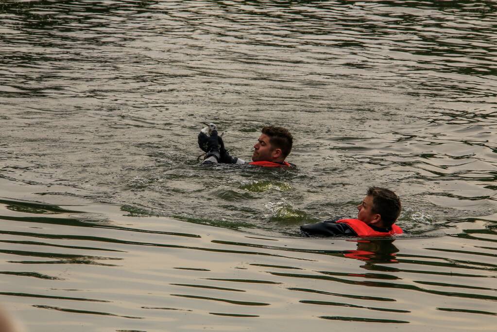 Verlamde meeuw uit water gered