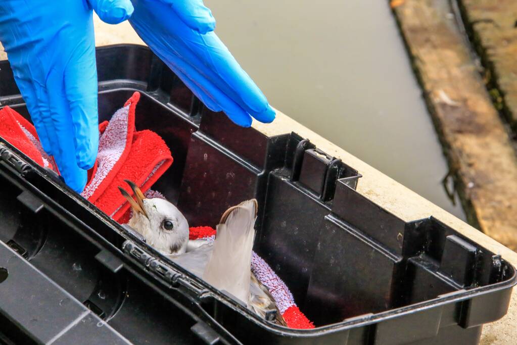 Verlamde meeuw uit water gered