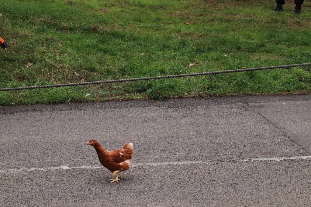 Vrachtwagen vol kippen vastgereden onder viaduct A30