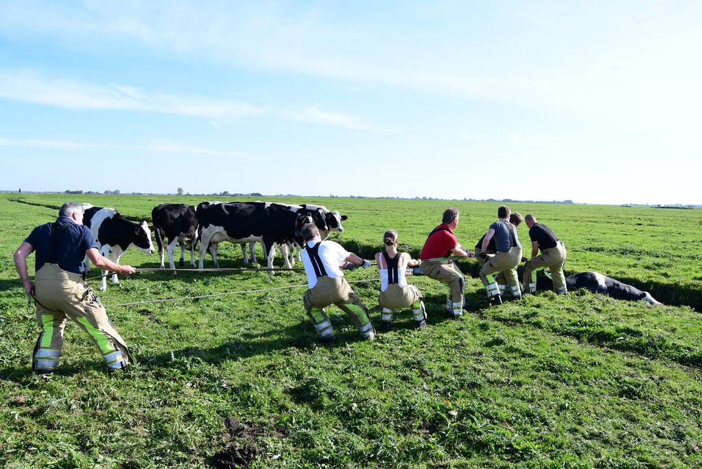 Brandweer flink in de benen voor koe in nood