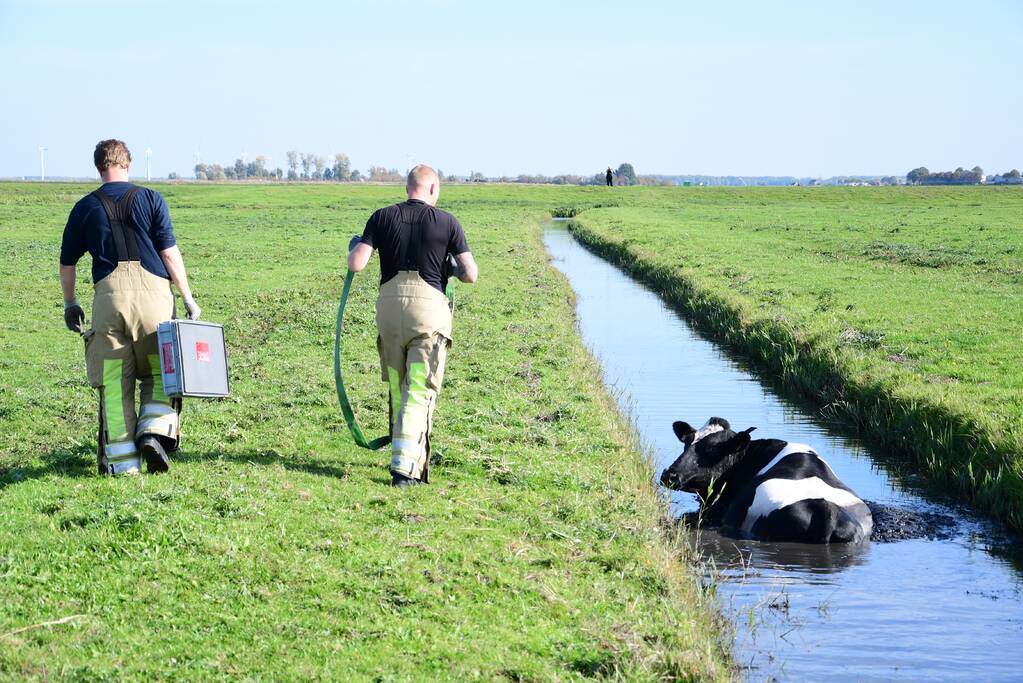 Brandweer flink in de benen voor koe in nood