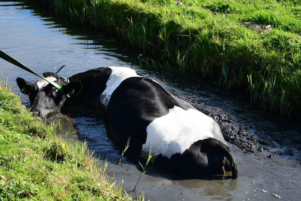 Brandweer flink in de benen voor koe in nood