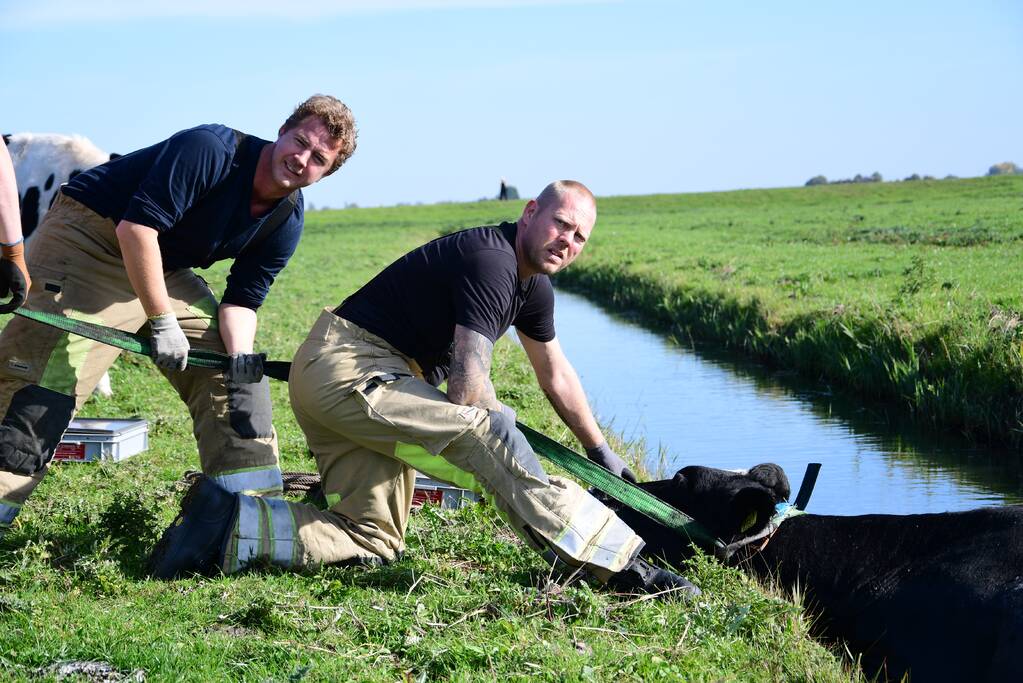 Brandweer flink in de benen voor koe in nood
