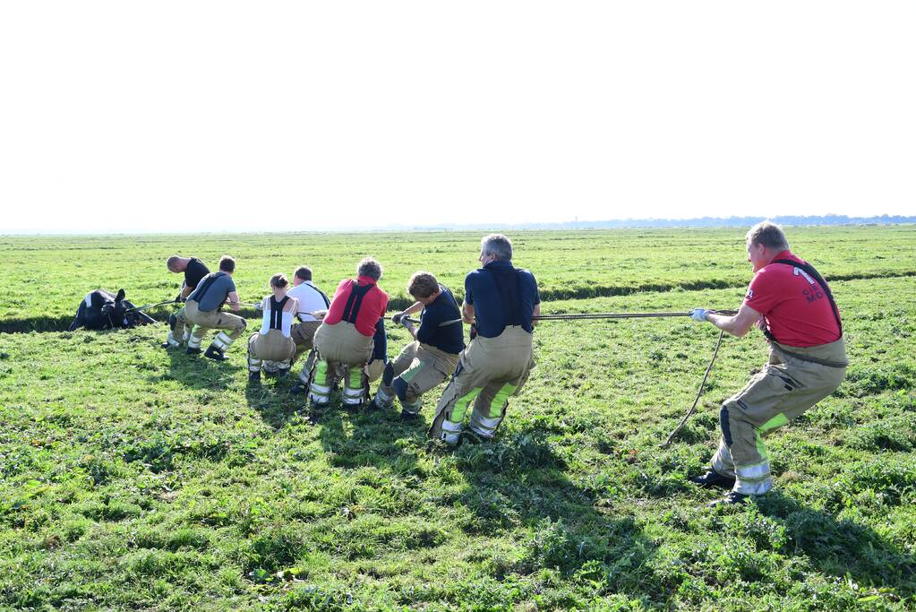 Brandweer flink in de benen voor koe in nood