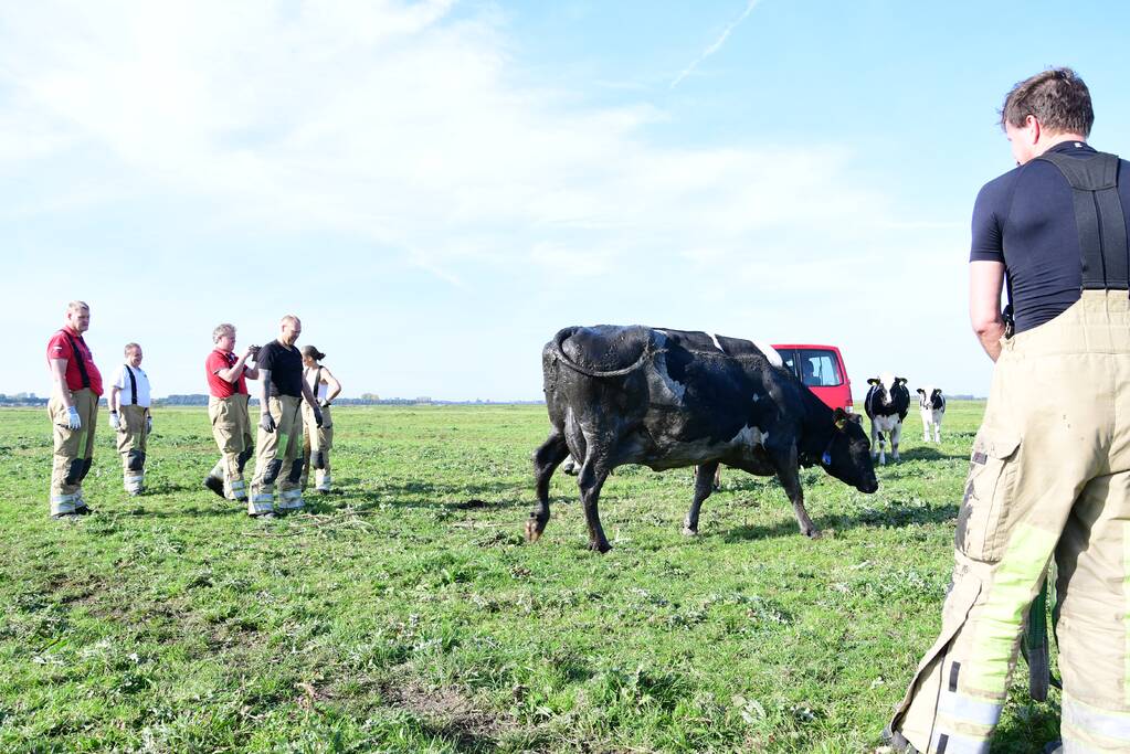 Brandweer flink in de benen voor koe in nood