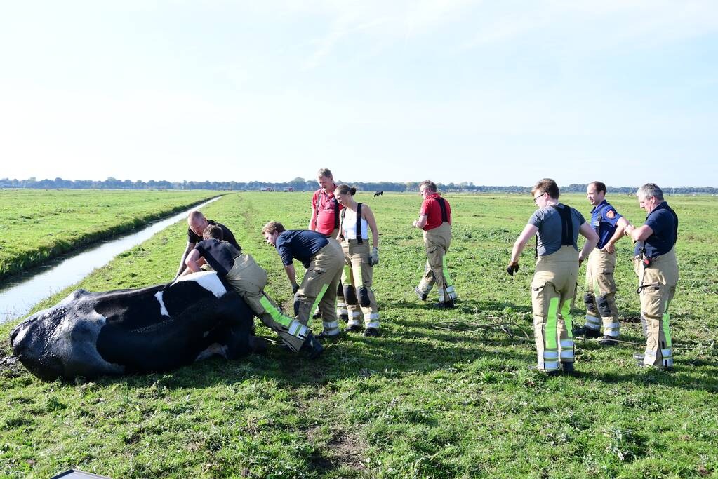 Brandweer flink in de benen voor koe in nood