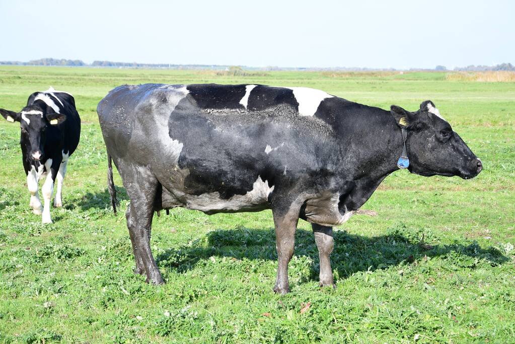 Brandweer flink in de benen voor koe in nood