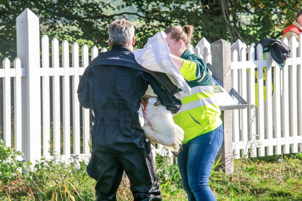 Zwaan met gebroken vleugel uit sloot gered