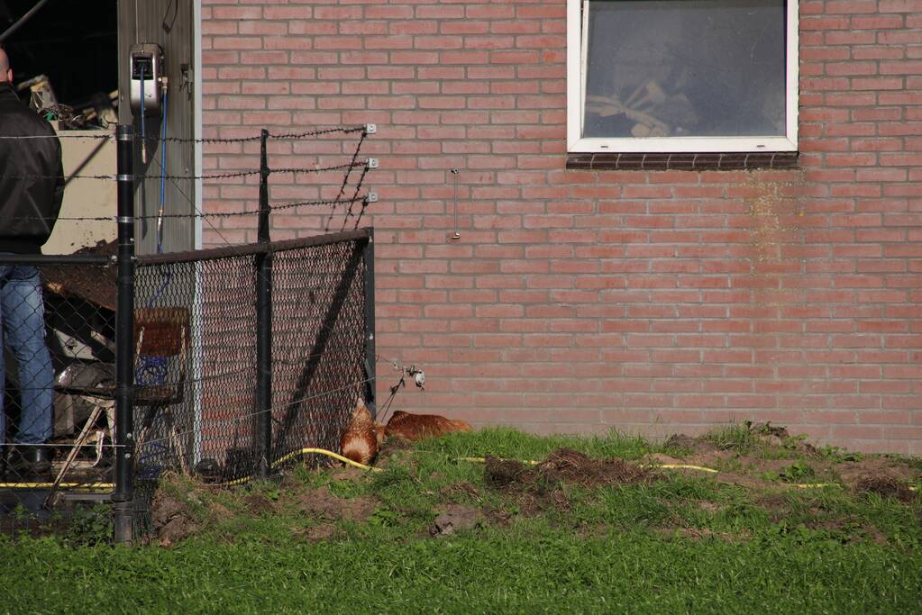 Kippenschuur verwoest door brand