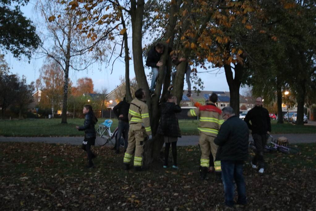 Knulletje vast in boom