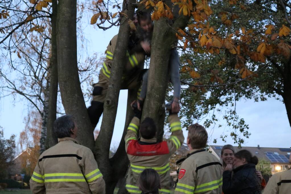 Knulletje vast in boom
