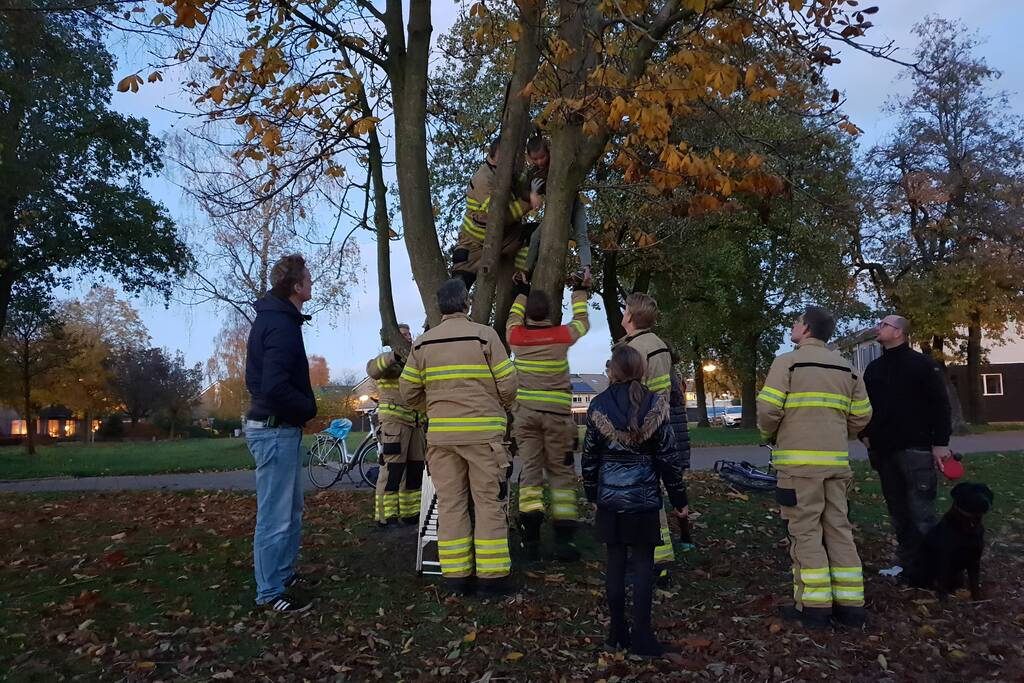 Knulletje vast in boom