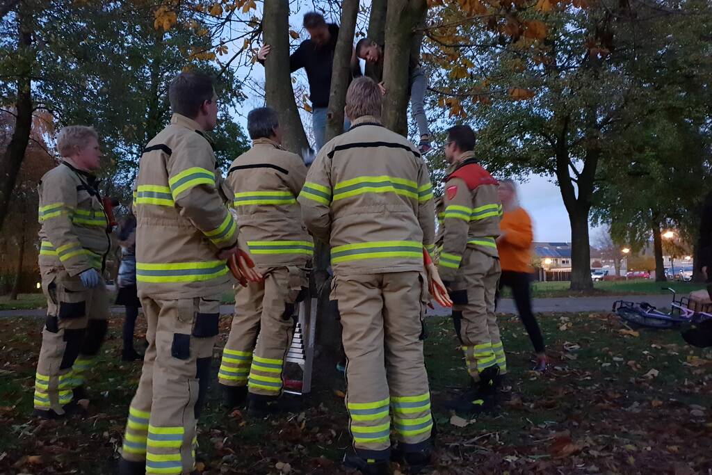 Knulletje vast in boom