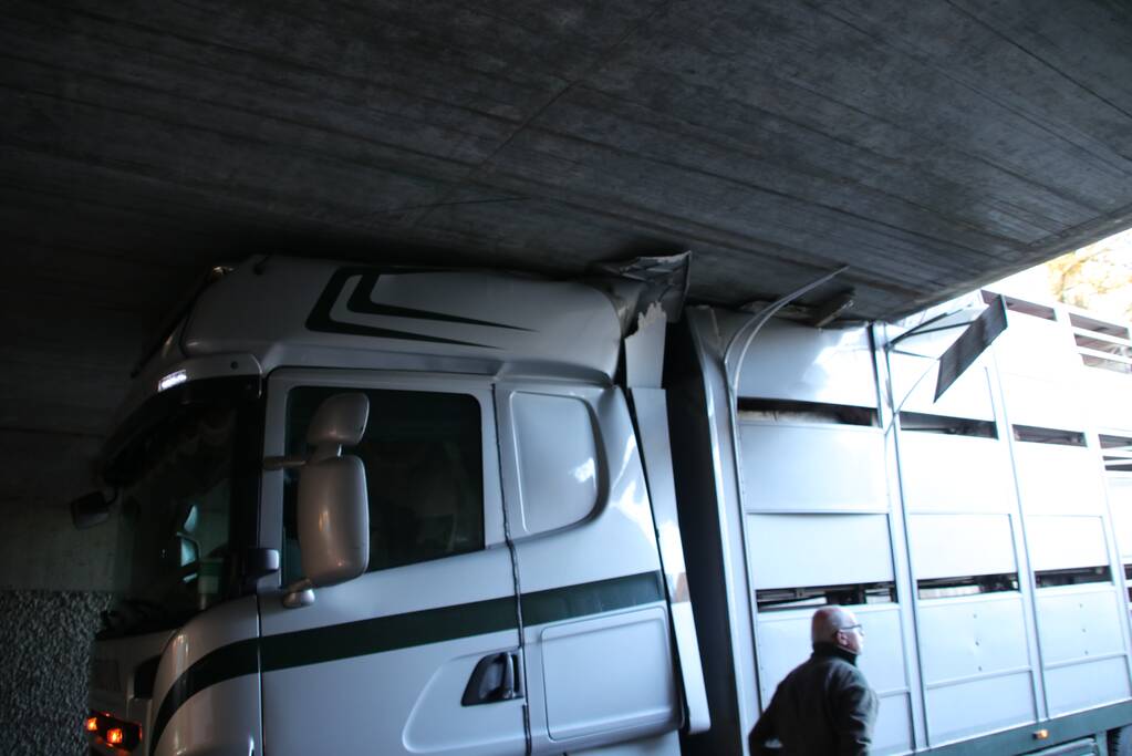 Vrachtwagen vol jonge varkens vastgereden onder viaduct