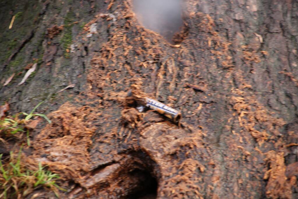 Klimboom in brand gestoken