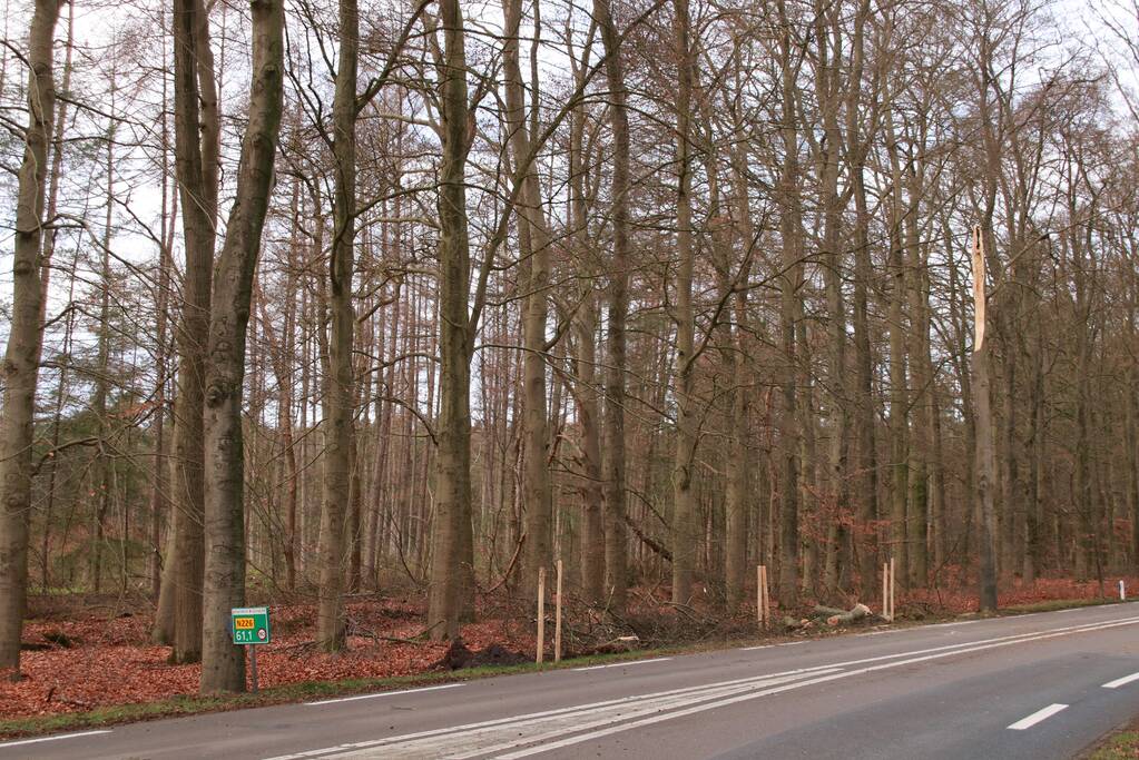 Verkeershinder door afgebroken stuk boom